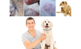 Naturlig Loppe og Flått Halsbånd For Hund Fornøyd hundeeier med hund som bruker flått-halsbånd, effektivt mot hudirritasjon og infestasjoner.