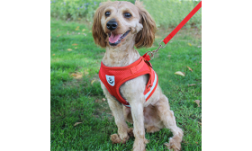 Reflekterende vest for hund med matchende bånd Rød reflekterende hundesele med matchende bånd, lett og pustende stoff for komfortabel og sikker passform.