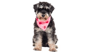 Bandana med kjærlighetsmotiv for hund Rosa hundebandana med 'LOVE' tekst, røde hjerter og kyss-merker, perfekt for Valentine's Day, lett og pustende stoff.
