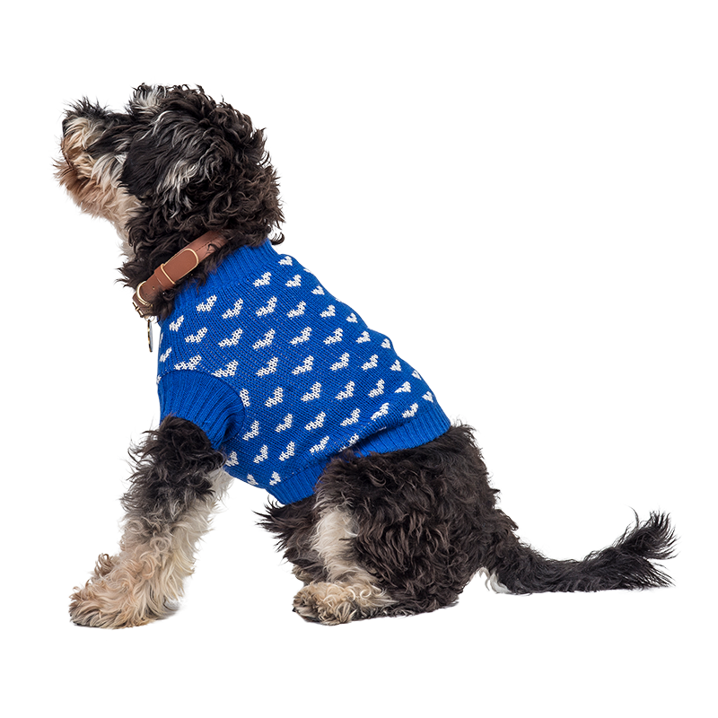 Genser med hjertetrykk for hund Hund som har på seg en koselig blå genser med hvite hjerte-mønstre, perfekt for varme og stil i kaldere sesonger.