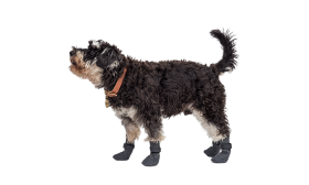 Sett med fire sportshundesokker i grått med sklisikre såler, lettvektige for hundens komfort, lett å rengjøre materiale.