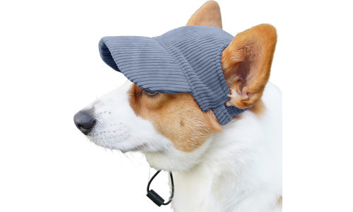 Corgi som bærer en pustende blå ribbet hundehatt, lettvektig, beskytter mot solen på sommerutflukter.