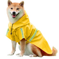 Shiba Inu i vanntett gult regnfrakk med reflekterende striper, lett å ta på og av, for regnvandringer.