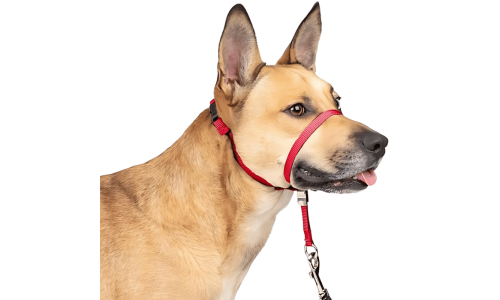 Rød hundehodeline med justerbar svart stropp og polstret nesebånd, for å hindre trekking under turer, størrelse liten.
