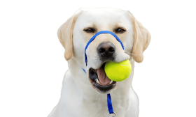 Blå hundehodeline med justerbar svart stropp og polstret nesebånd, for å hindre trekking under turer, størrelse stor.