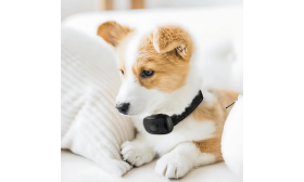 Støtfritt Antibjeffehalsbånd til Hunder No-shock anti-bark id brikke hund med poterdesign, justerbar, passer hunder som veier 12-50 kg og har halsmål opp til 56 cm.